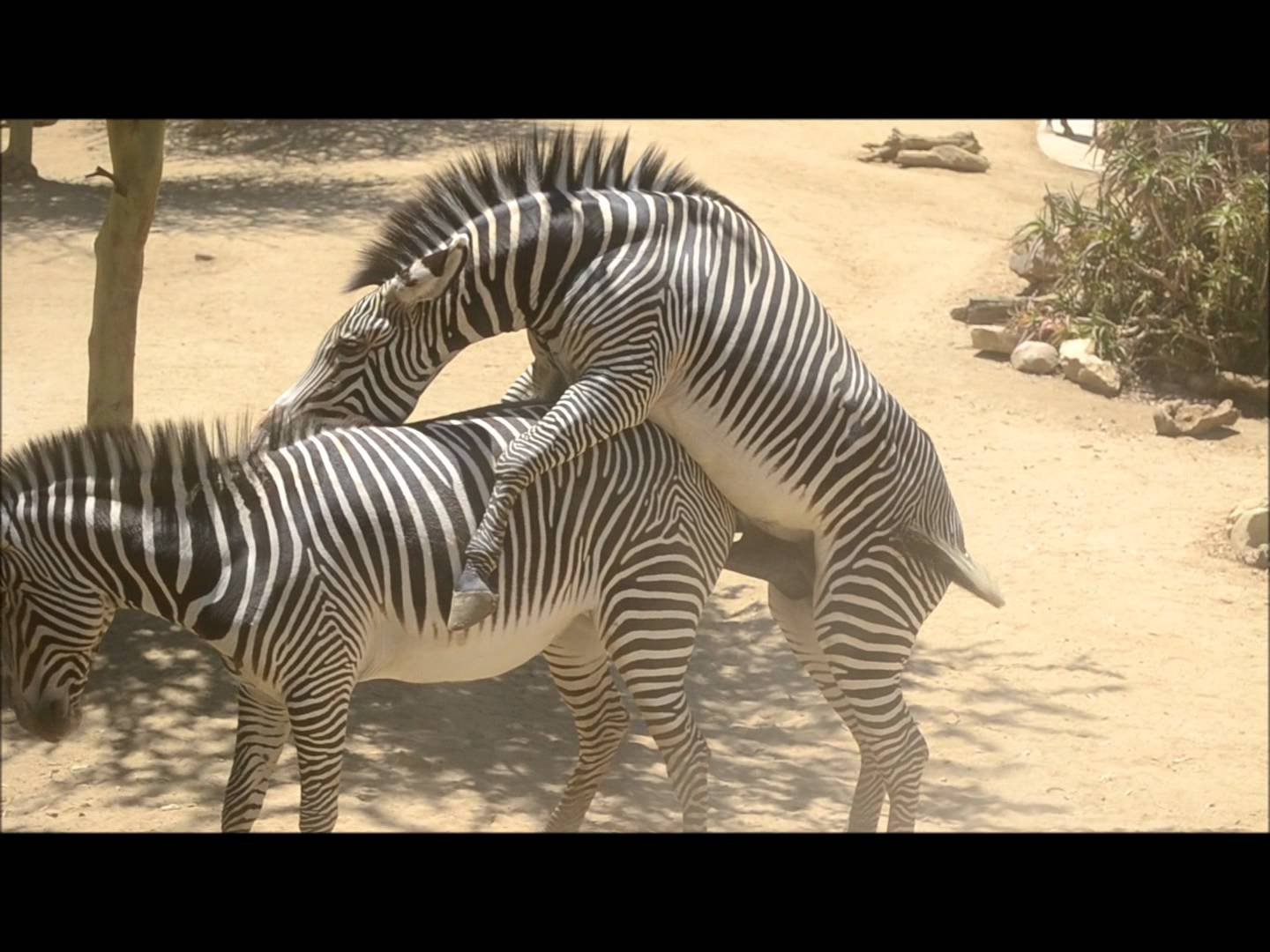 1440px x 1080px - zebra Archives - Animal Video WorldAnimal Video World